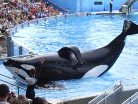 Shamu, de grootste van de orka's
